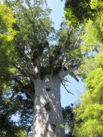 Tane Mahuta