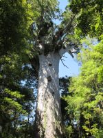 Tane Mahuta