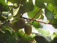 im Land der Kiwis die Kiwis