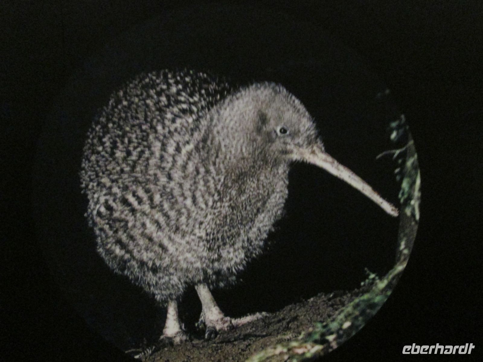 Kiwi-Foto im Museum