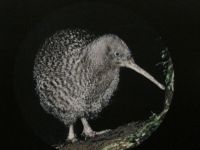 Kiwi-Foto im Museum
