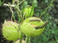die Raupe erblickt das Licht