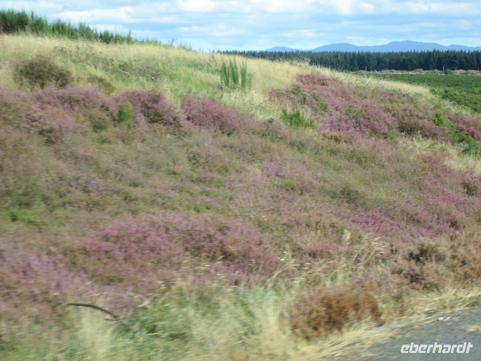 Straßenbepflanzung auf dem Weg in den Tongariro Nationalpark