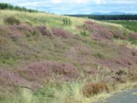 Straßenbepflanzung auf dem Weg in den Tongariro Nationalpark