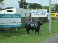 Bullendenkmal in Bulls