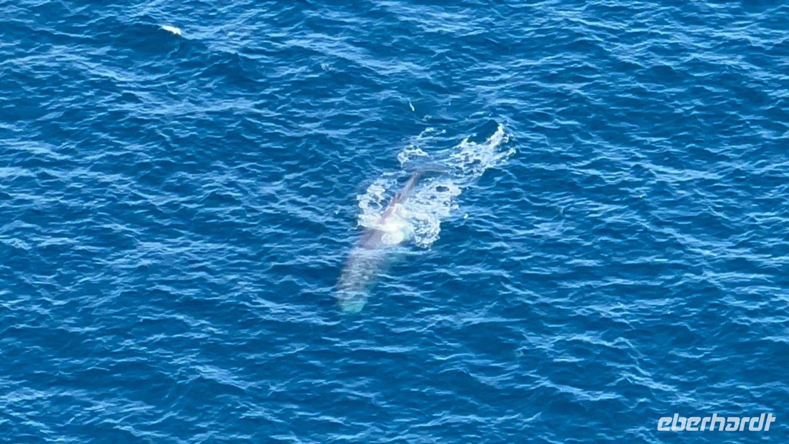 ein Pottwal, Danke für das Foto an N.S.