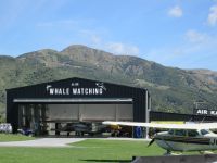 Walbeobachtung per Flugzeug