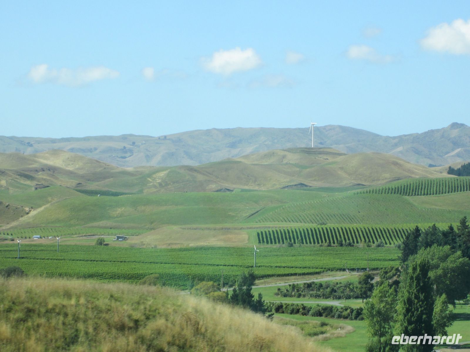 Weingegend um Blenheim