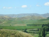 Weingegend um Blenheim