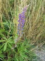 Lupine