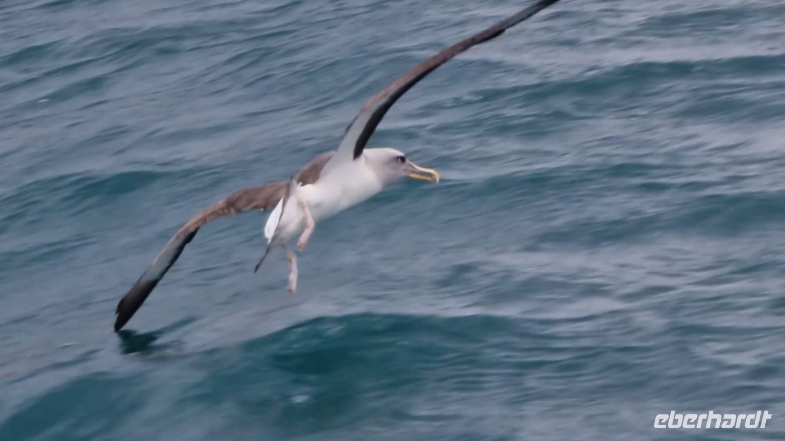 Albatros; Danke für das Foto an G.O.