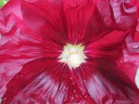 Blütenpracht auf der Farm