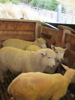  sie warten auf das Scheren