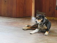 ein Border Collie als Hütehund