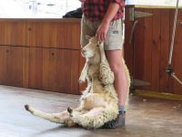 ...mir gehts gleich an die Wolle