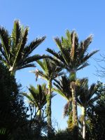 Nikau Palmen nahe der Pancake Rocks