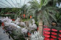 Tag 3 - Singapur - Gardens by the Bay - Flower Dome (1)