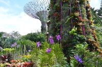 Tag 3 - Singapur - Gardens by the Bay - Supertrees (1)