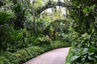 Tag 3 - Singapur - Orchideen Garten (3)