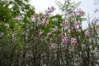 Tag 3 - Singapur - Orchideen Garten (6)