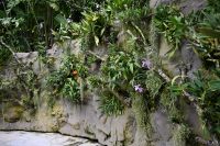 Tag 3 - Singapur - Orchideen Garten (7)