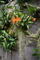 Tag 3 - Singapur - Orchideen Garten (8)