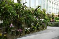 Tag 3 - Singapur - Orchideen Garten (9)