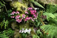 Tag 3 - Singapur - Orchideen Garten (10)