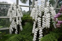 Tag 3 - Singapur - Orchideen Garten (11)