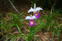 Tag 3 - Singapur - Orchideen Garten (15)