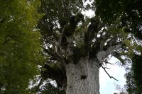 Tag 5 - Neuseeland - Waipoua Forest - Tane Mahuta (1)
