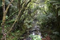 Tag 5 - Neuseeland - Waipoua Forest (1)