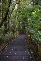 Tag 5 - Neuseeland - Waipoua Forest (2)