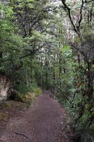 Tag 10 - Neuseeland - Tawhai Falls (3)