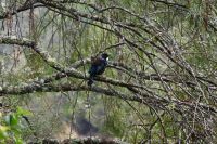 Tag 10 - Neuseeland - Tui Vogel