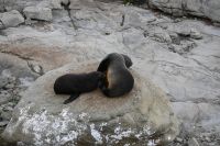 Tag 12 - Neuseeland - Neuseeländische Pelzrobbe (1)