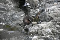 Tag 12 - Neuseeland - Neuseeländische Pelzrobbe (3)