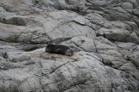 Tag 12 - Neuseeland - Neuseeländische Pelzrobbe (4)