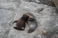 Tag 12 - Neuseeland - Neuseeländische Pelzrobbe (5)