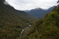 Tag 15 - Neuseeland - Regenwald (2)