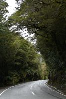 Tag 15 - Neuseeland - Regenwald (3)