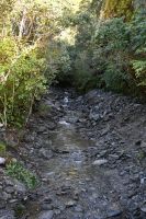 Tag 18 - Neuseeland - Regenwald (2)