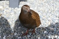 Tag 19 - Neuseeland - Weka