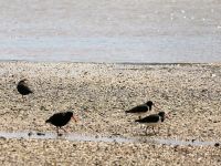 Neuseeland Nordinsel - Coromandel Halbinsel -  Oystercatcher