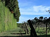 Neuseeland Nordinsel - Coromandel Halbinsel - Kiwi Plantage