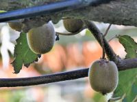 Neuseeland Nordinsel - Coromandel Halbinsel - Kiwi Plantage