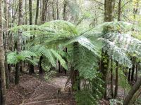 Neuseeland Nordinsel - Coromandel Halbinsel - Whenuakite Kauri Walk