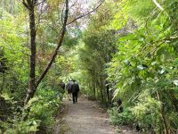 Neuseeland Nordinsel - Coromandel Halbinsel - Whenuakite Kauri Walk