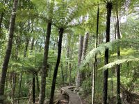 Neuseeland Nordinsel - Coromandel Halbinsel - Whenuakite Kauri Walk