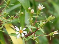 Neuseeland Nordinsel - Coromandel Halbinsel - Whenuakite Kauri Walk